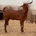 تيس فحل ادهم
