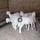 بهم للبيع