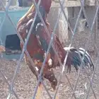 طقم شامو الماني