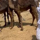قعدان بلديات زوجات ومبادي ويوجد حجز للبيع