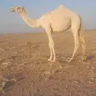 بكره مفروده عليانيه عمرها سنه وخمسة شهور السوم