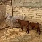 عنز مهجنه متوم