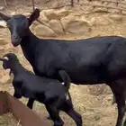 عنز والد