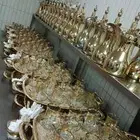 قهوجيين وصبابين الرياض وخارج الرياض رجال ونساء اتصل نصل