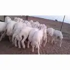 النوع بهم حري تربيه شعره بيض وطرف   العدد