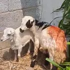 اثنين فران تربيه