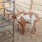 عنز الجنوبيه يتبعها تيس