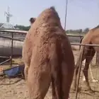 بكره توها مفروده عن امها