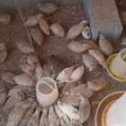 سمان