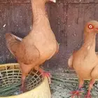 جوز دنش منتج شرط
