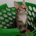 قطة أليفه ونظيفه للتبني
