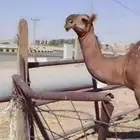 بكره حمراء كفو مفروده
