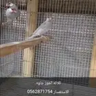 ثلاثه اجوز جاوه صحه ونضافه ولا اقبل البدل