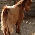 تيس قبرصي فحل. قبرصيات