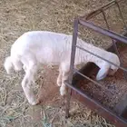 داغور خروف حري