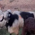 تيس من اجود وأنواع التيوس للبيع التواصل خاص