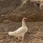 دجاج باكستاني للبيع
