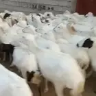 ضان قرايب العدد 80فيهم12مناتيج