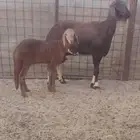 نعجة سواكنيه والد