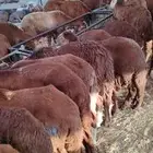 غنم سواكني مستورده