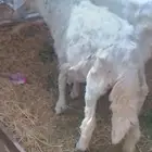اثنين فران تربيه