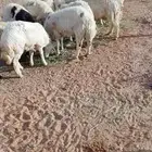 بهم حري مستورد العدد 190خروف صافي