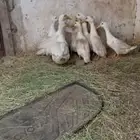 بط بكيني