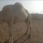 ناقه خلفه مسوح هديه على جميع الشروط منيحه يحلبها الورع