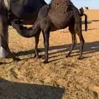 قعدان للبيع مغلقة موقع نجران