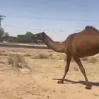 حقه صفراء بكره