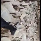 يوجد لدينا غنم مرح واحد