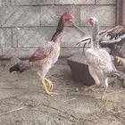 شامو ياباني