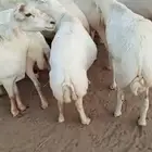 ضأن رفيديات قرايب دفيع على شرط العدد 50 مراح واحد مضمونه