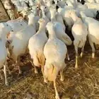 ضأن قرايب دفيع مراح واحد العدد 150 راس مضمونه مشروطه من اي ش