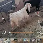 السلام عليكم للبيع عنز حليب صباح ومساء سنها سديس
