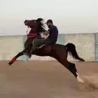 حصان شعبي طرب