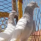 حمام باكستاني لاكا