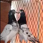 زوج تيدي تب