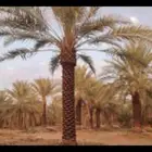تنضيف المزراع تنضيف وتحويض وتكريب النخيل