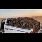 حملة طيب مسحت غمره ا