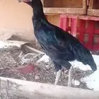 دجاجه شاموالماني الطول 3بلكات العمر9شهورلاالتواصل