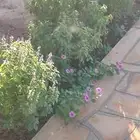 تنسيق حدائق