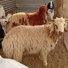 نعيمي