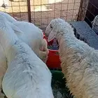 طليان حريه نظيفة