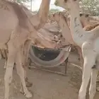 نعرض لكم قعدان صومالية مفاريد للبيع