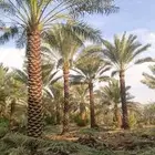 نخيل واشجار زيتون