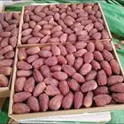 تمر مجدول فاخر من الاخر