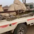 قعود كفو جدا للبيع زواج او مبدأ موقع نجران