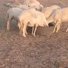 السلام عليكم ورحمة الله وبركاته