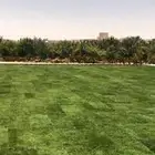 يوجد ثيل طبيعي وجميع الاشجار والشتلات والزهور والنخيل . متخ